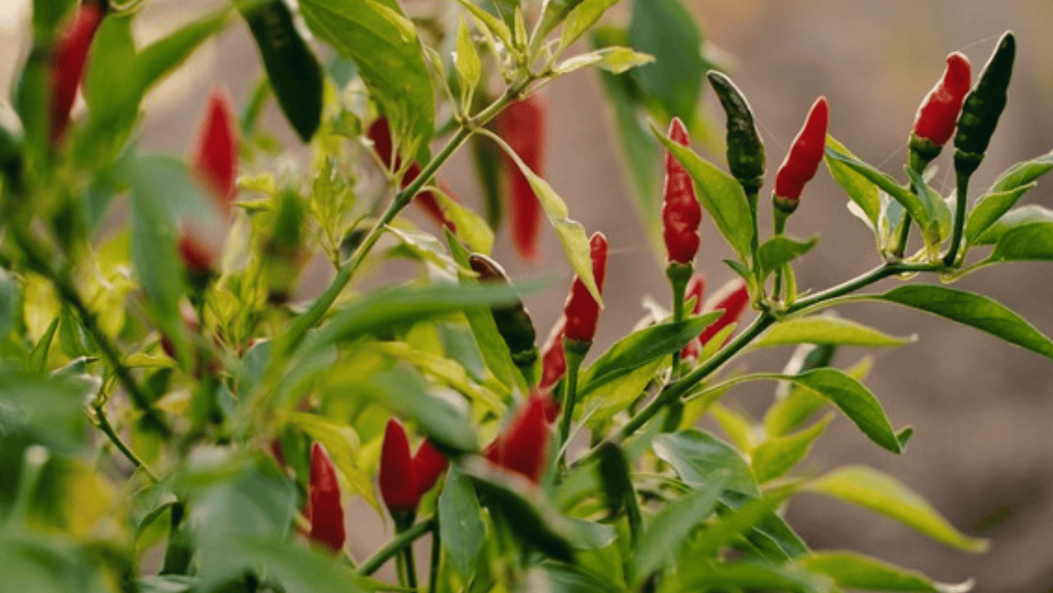 What is capsaicin?