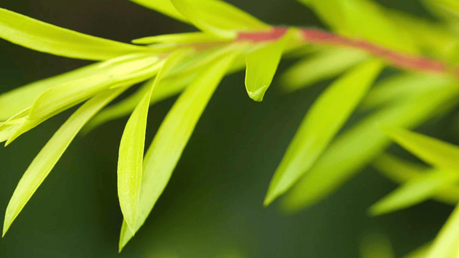 Tea tree essential oil benefits with yoga: Refresh and restore