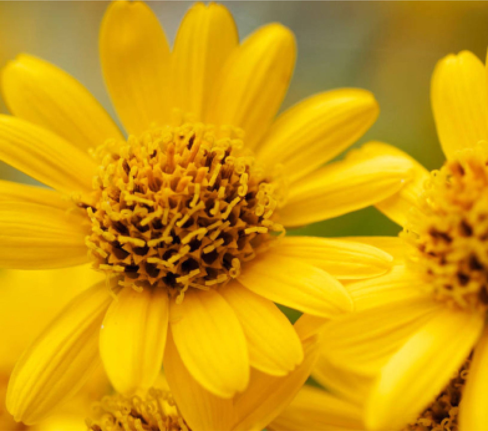 Close-up of bright yellow arnica flowers.