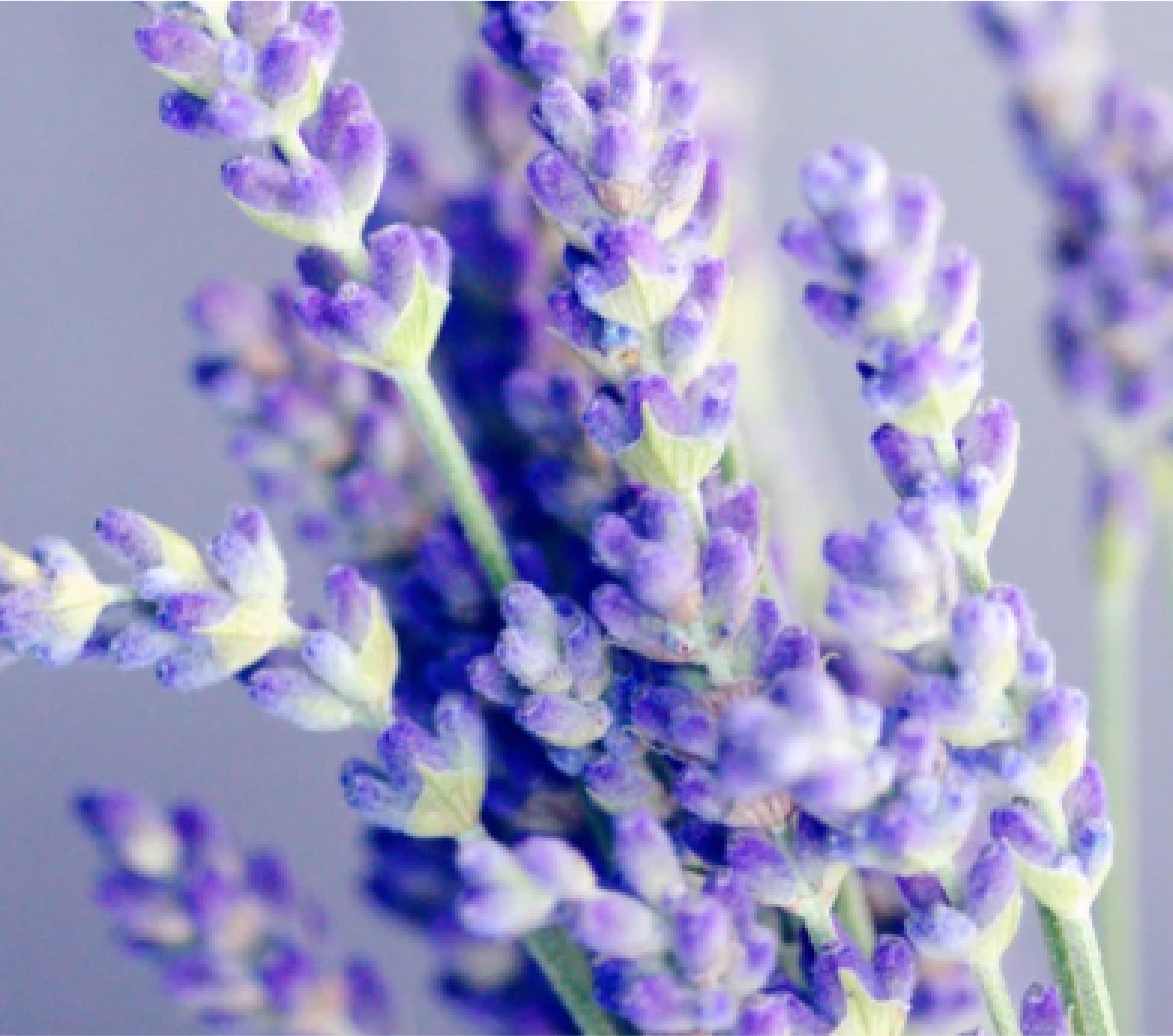 Fresh lavender buds.