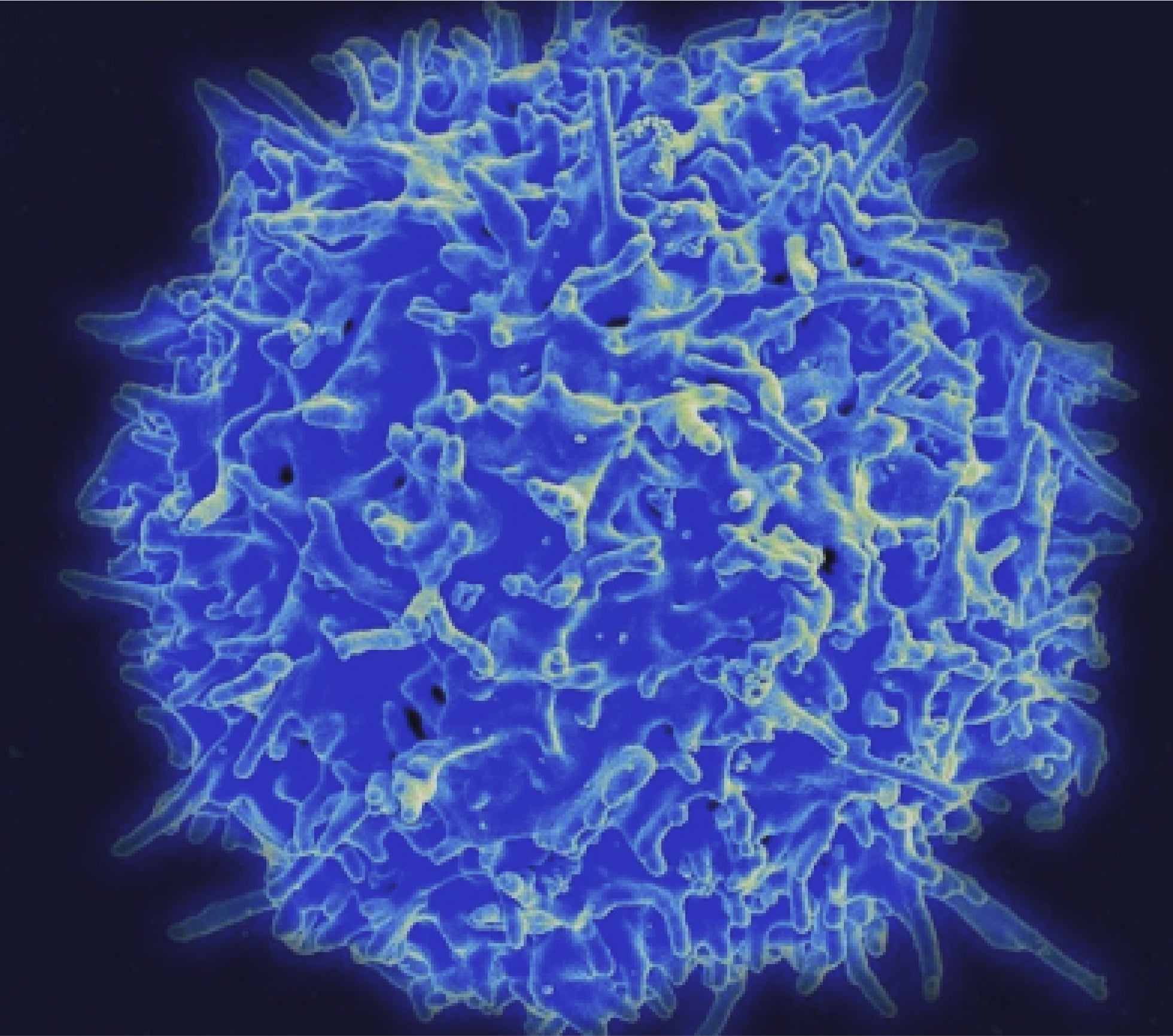 A close-up microscopic image of a blue cell structure representing melatonin.