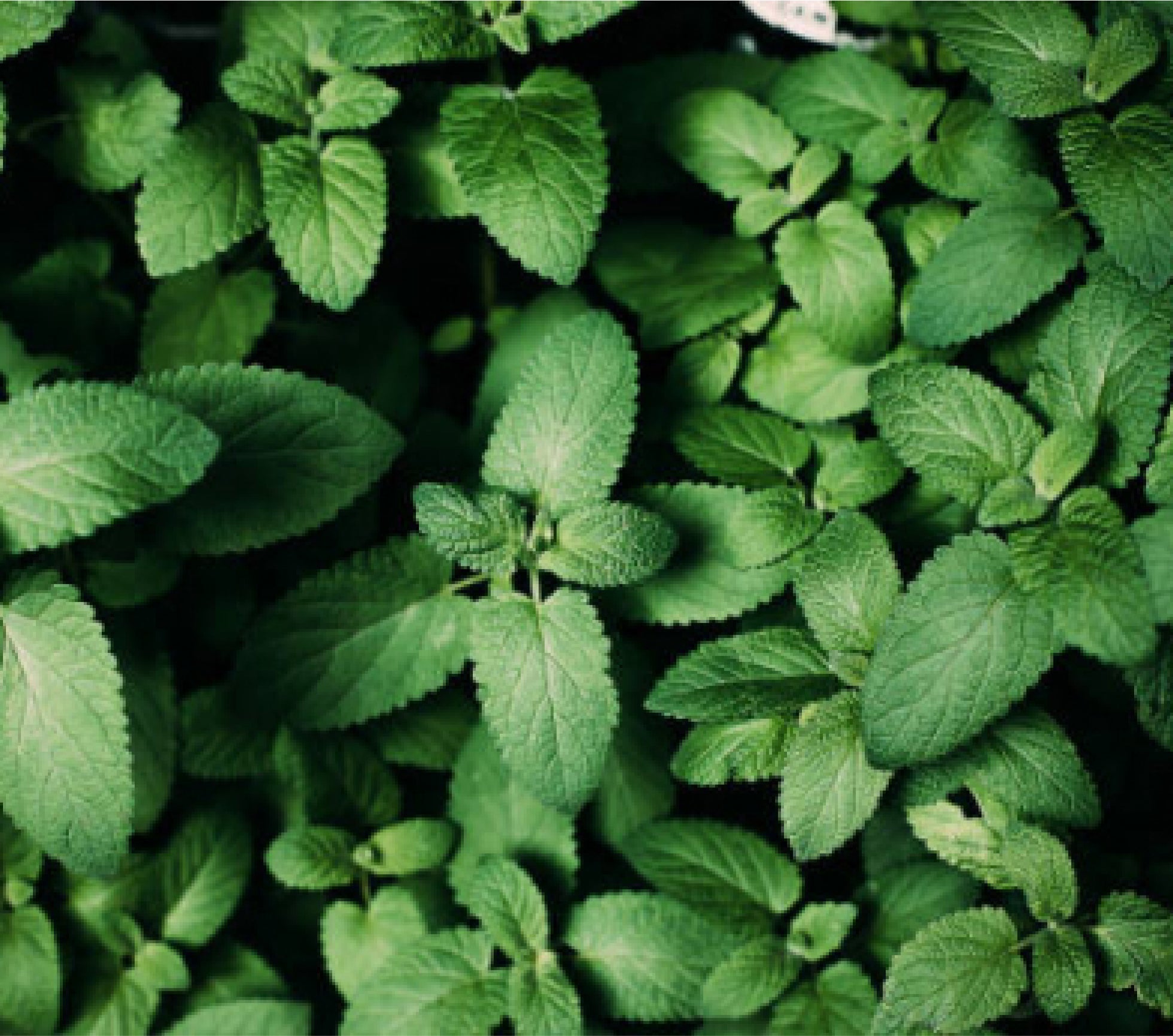 A close-up of vibrant green mint leaves, representing menthol.